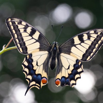 Papilio machaon (otakárek fenyklový), Kohoutovice