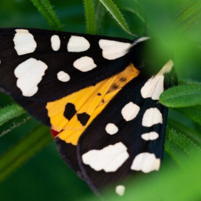 Arctia villica (přástevník špenátový), Podkomorská myslivna