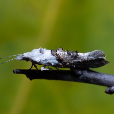 Ypsolopha asperella (člunkovec bělavý), PR Kamenný vrch