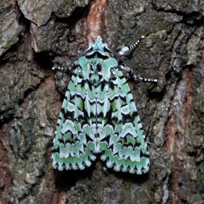 Griposia aprilina (pestroskvrnka zelenavá), Žebětín