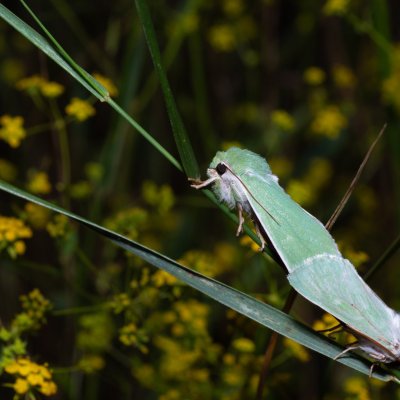 Calamia tridens (travařka zelená), PR Svatý kopeček