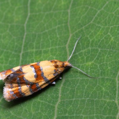 Aethes tesserana (obalečík jestřábníkový), Hády