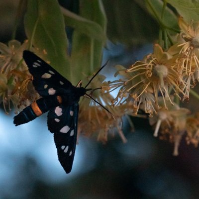 Amata marjana (-), HR, Jablanac