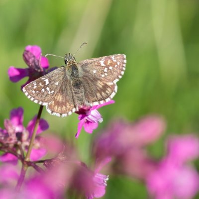 Pyrgus serratulae (soumračník mochnový), NPR Mohelenská hadcová step