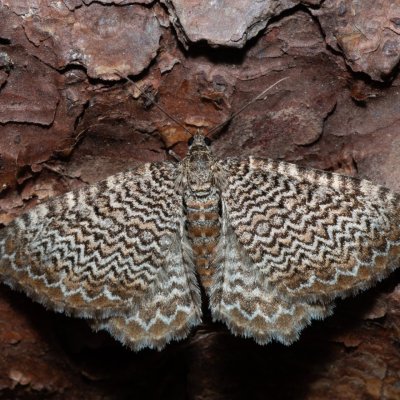 Hydria undulata (píďalka vlnkovaná), NPR Radostínské rašeliniště