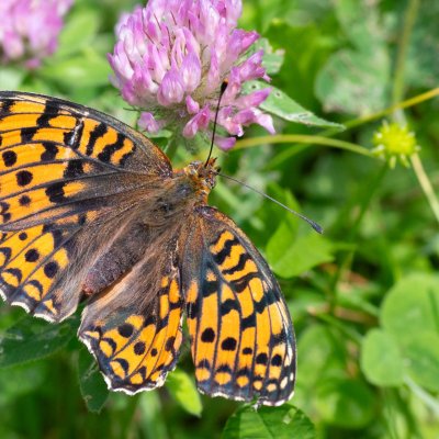 Argynnis niobe (perleťovec maceškový), IT, Pfelders - Plan, Jižní Tyrolsko