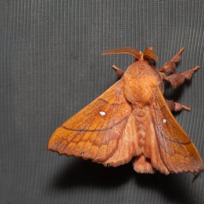 Odonestis pruni (bourovec švestkový), PP Na cvičišti