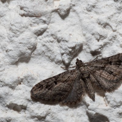 Eupithecia sp., HR, Jablanac