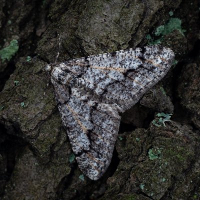 Agriopis leucophaearia (tmavoskvrnáč dubový), Žebětín