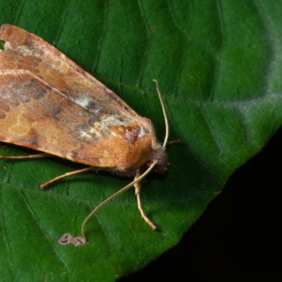 Agrochola helvola (polnice hnědá), Žebětín
