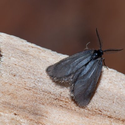 Psychidae sp., Havranické vřesoviště