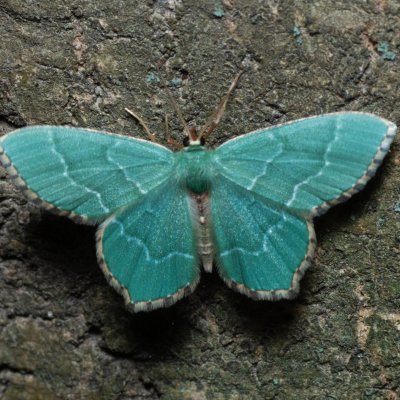 Hemithea aestivaria (zelenopláštník trnkový), Augšperský potok