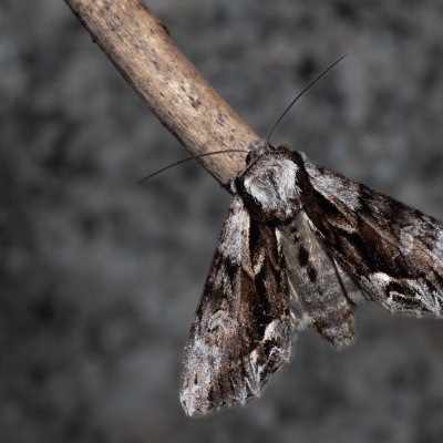 Hyppa rectilinea (šedavka horská), SK, Štôla