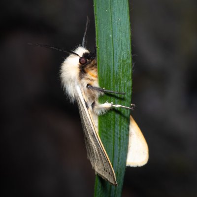 Spilosoma lutea (přástevník bezový), PP Střelický les