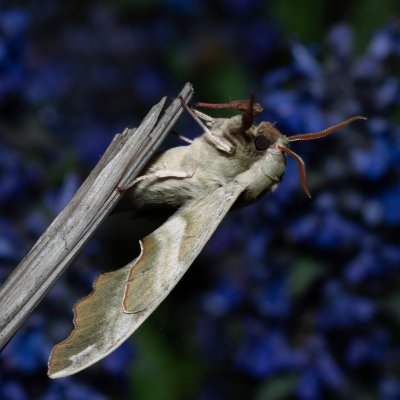 Mimas tiliae (lišaj lipový), Kývalka