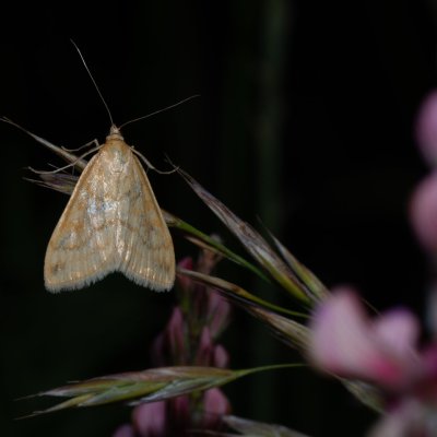 Sitochroa verticalis (zavíječ slámový), NPP Stránská skála