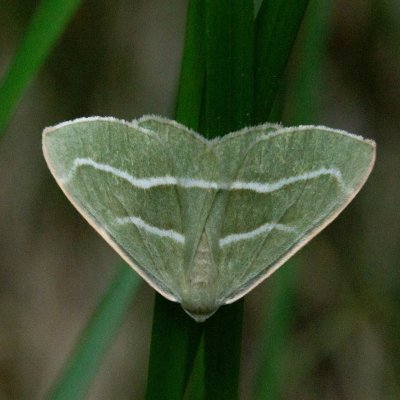 Hylaea fasciaria (běločárník smrkový), SK, NPR Furkotská dolina, Tatry