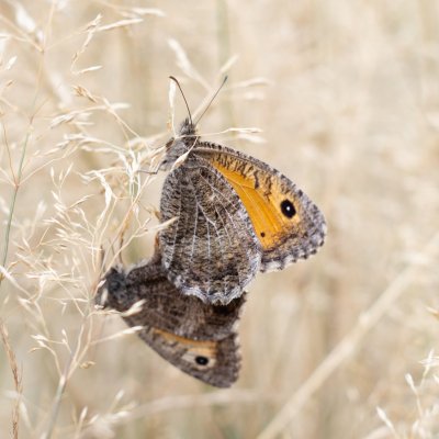 Arethusana arethusa (okáč kostřavový), PR Biskoupský kopec