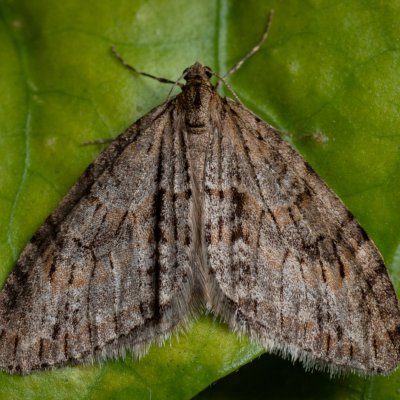 Trichopteryx polycommata (šedokřídlec ptačízobový), Žebětín