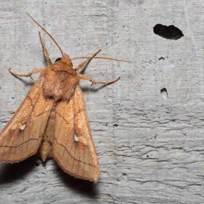 Mythimna conigera (plavokřídlec skořicový), HR, Krasno