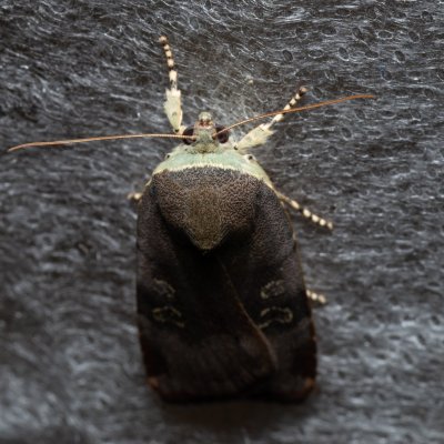 Noctua janthina (osenice černolemá), Augšperský potok