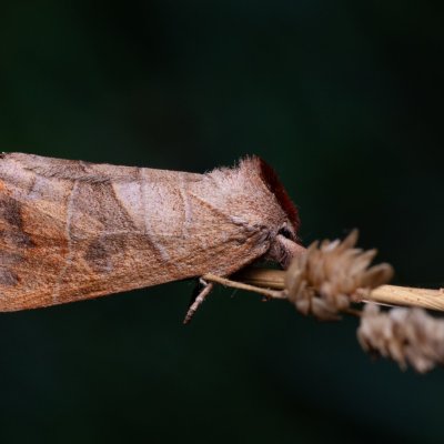 Clostera anastomosis (vztyčnořitka vrbová), PP Bobrava
