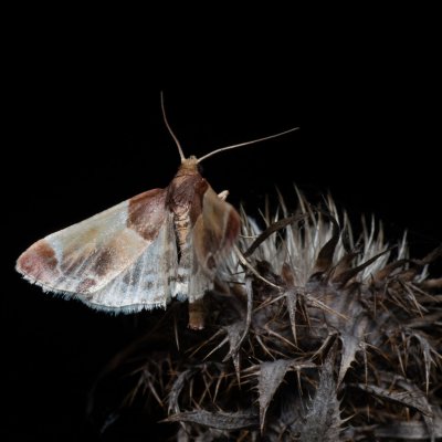 Pyralis farinalis (zavíječ domácí), PR Kamenný vrch