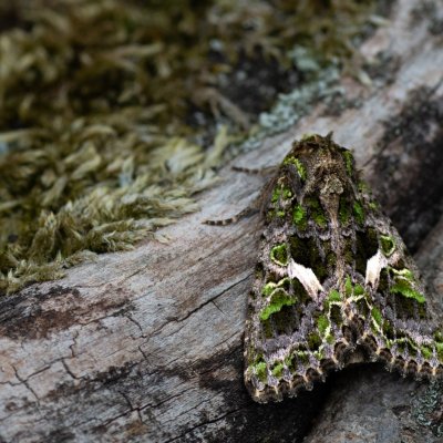 Trachea atriplicis (blýskavka lebedová), Střelecký kopec