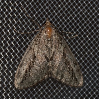 Thera cupressata (-), GR, Myrtidion monastery, Korfu