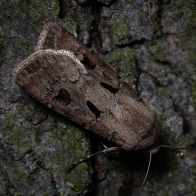 Agrotis exclamationis (osenice vykřičníková), PR Kamenný vrch
