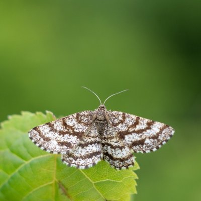 Ematurga atomaria (tmavoskvrnáč vřesový), Podkomorské lesy