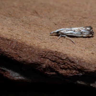 Catoptria falsella (travařík károvaný), Hády - Ruženin lom