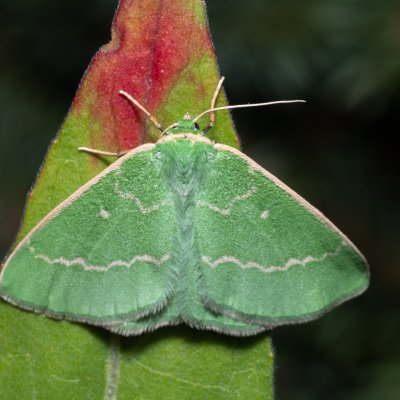 Thetidia smaragdaria (zelenopláštník řebříčkový), Kývalka