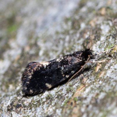 Narycia duplicella (vakonoš lesní), Žebětín