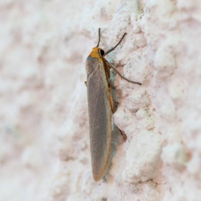 Eilema caniola (lišejníkovec žlutohlavý), HR, Jablanac