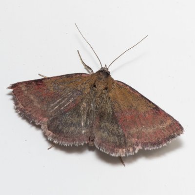 Phytometra viridaria (zobonosec zelenavý), IT, San Leonardo, Jižní Tyrolsko