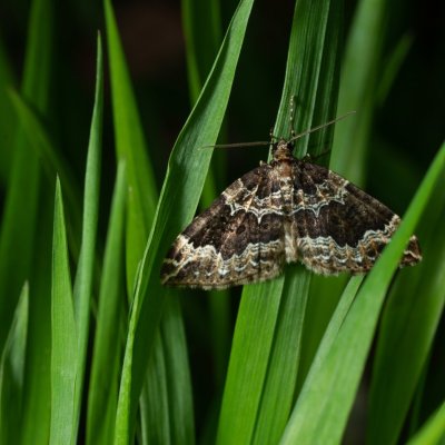 Lampropteryx suffumata (píďalka zakouřená), Kývalka