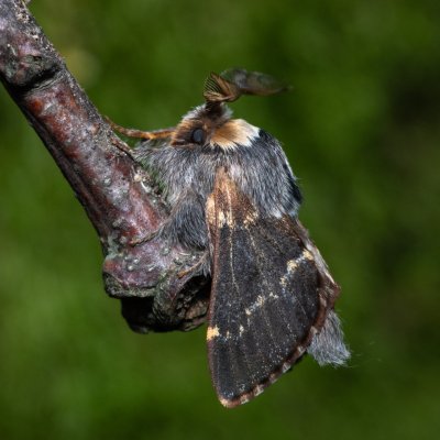 Poecilocampa populi (bourovec topolový), Žebětín