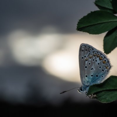 Polyommatus icarus (modrásek jehlicový), Žebětín