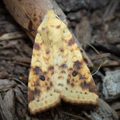 Xanthia icteritia (zlatokřídlec vrbový), PP Augšperský potok