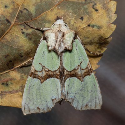 Staurophora celsia (travařka ozdobná), Hodonín - Zbrod
