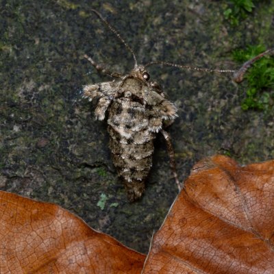 Agriopis aurantiaria (tmavoskvrnáč zlatavý), Žebětín