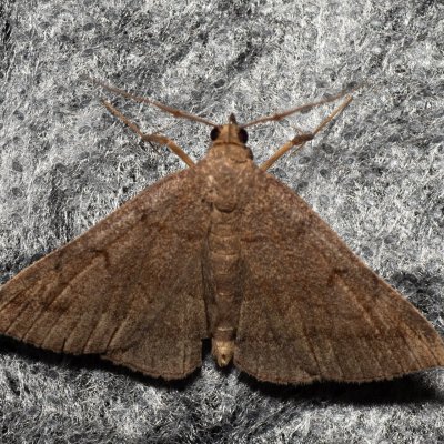 Zanclognatha lunalis (žlutavka hnědavá), Hrabětice