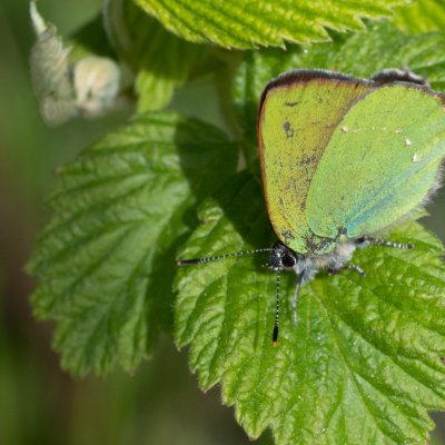 Callophrys rubi (ostruháček ostružinový), PP Augšperský potok