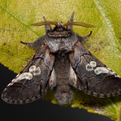 Diloba caeruleocephala (modrohlávek ovocný), PR Kamenný vrch