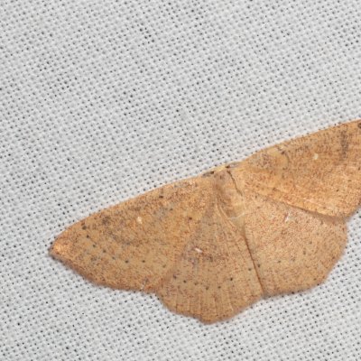 Cyclophora ruficiliaria (očkovec kropenatý), PR Svatý kopeček
