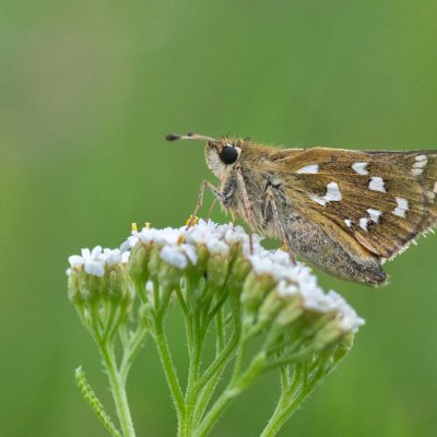 Hesperia comma (soumračník čárkovaný), Ivančice, Na vrších
