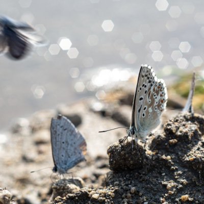 Polyommatus coridon (modrásek vikvicový), Celastrina argiolus (modrásek krušinový), PP Černice
