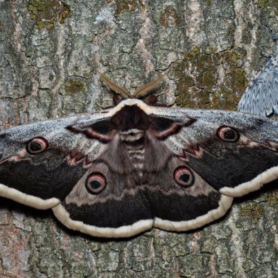 Saturnia pyri (martináč hrušňový), Cerura vinula (hranostajník vrbový), Augšperský potok