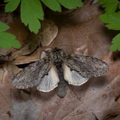 Peridea anceps (hřbetozubec plachý), Žebětín